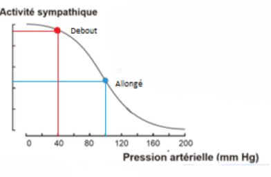 allongedebout.png
