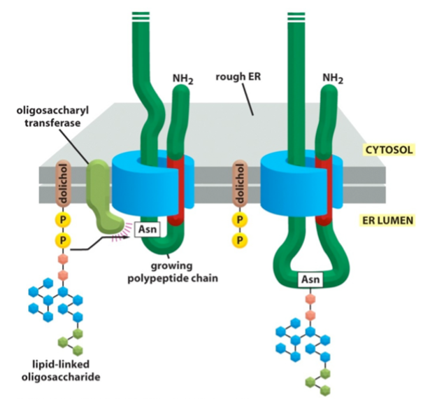 Image N-glyco.png