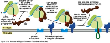 SRP translocon.JPG