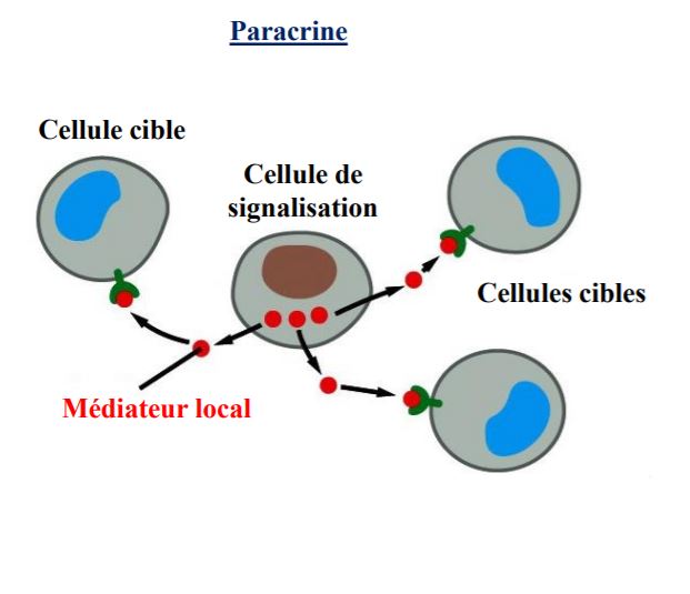 paracrine.JPG