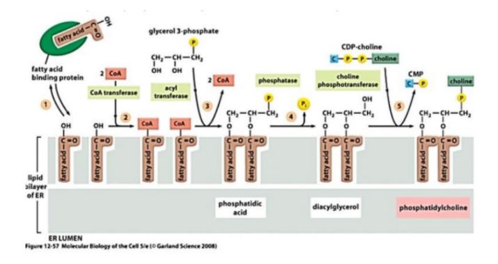 synthèsePC.JPG