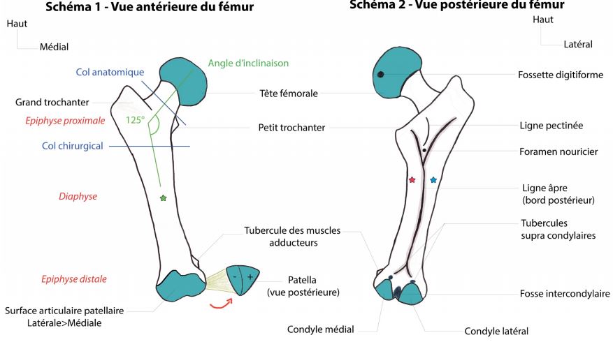 image fémur.JPG