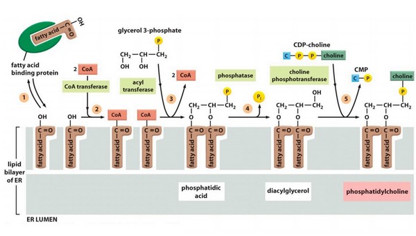 Forum phospholipides.jpg