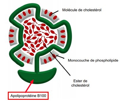 Forum apoprotéine B100.jpg