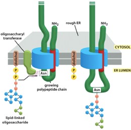 N-glycosylation forum.jpg