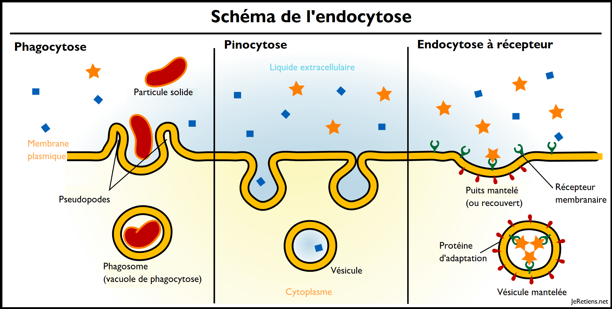 endocytose.png