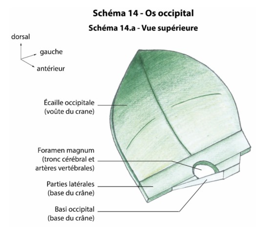 l'os occipital.jpg