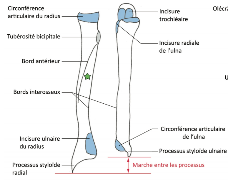 Radius + ulna.png