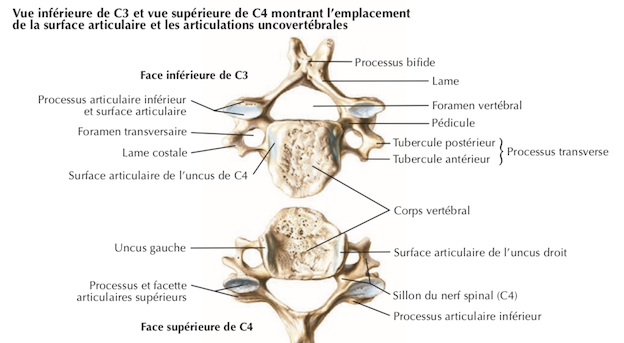 C3 et C4 Netter.png