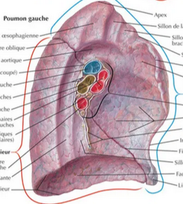 encoche cardiaque 2.PNG