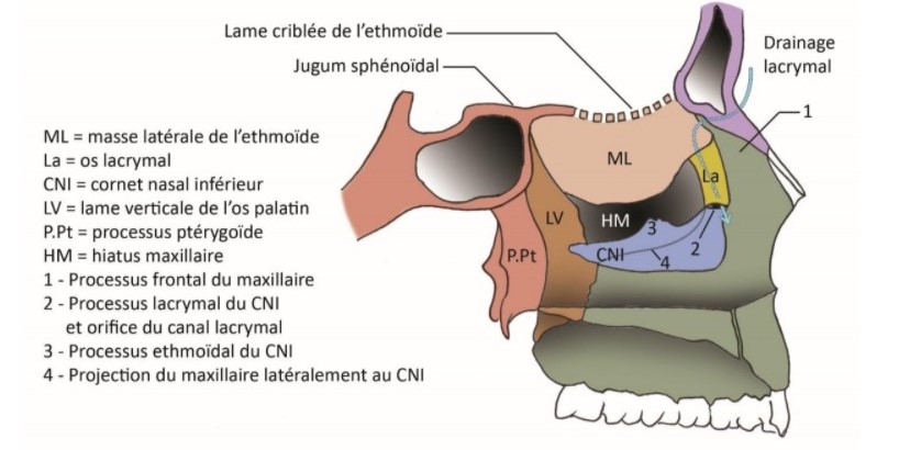 canal lacrymo-nasal.jpg