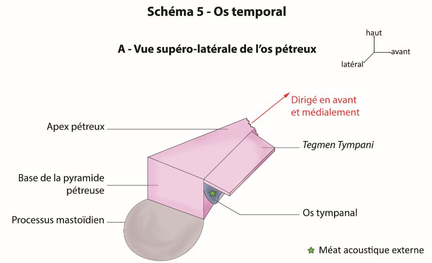Pr mastoïdien 1.JPG