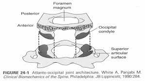 Condyles - C1.jpg