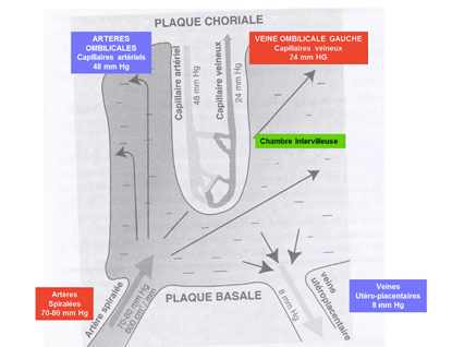 placenta image synthèse circulation.png