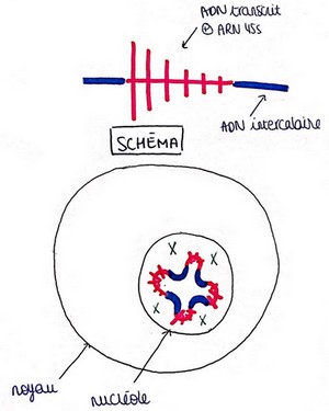 nucléole 1.jpg