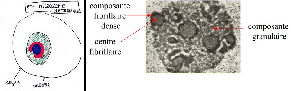 nucléole 2.jpg