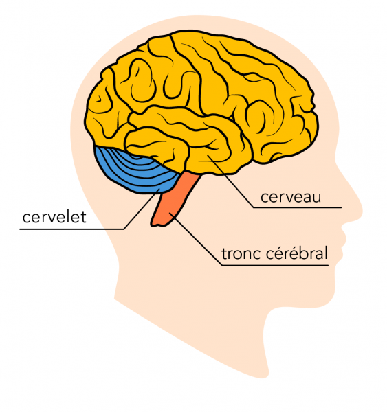 principales_régions_du_cerveau.png