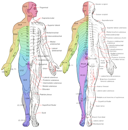 Dermatomes-442x450.png