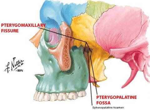 Foss ptérygo-palatine.jpg