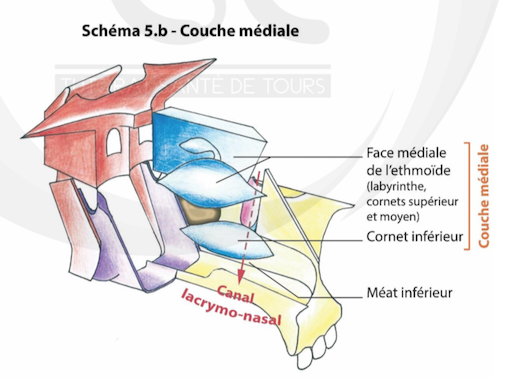 Couche médiale FN.png
