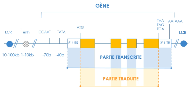 Structure Gène.PNG