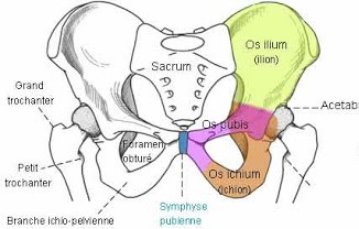 os coxaux.jpg