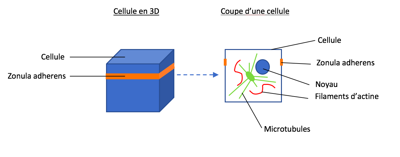 Capture d’écran 2021-04-22 à 15.17.57.png
