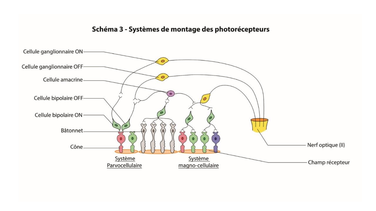 systèmes de photorécepteurs.jpg