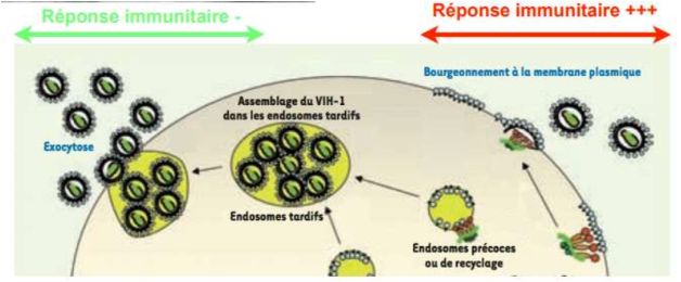 Sans titre.png