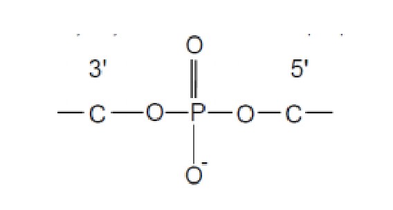 forum-nucléotides.jpg