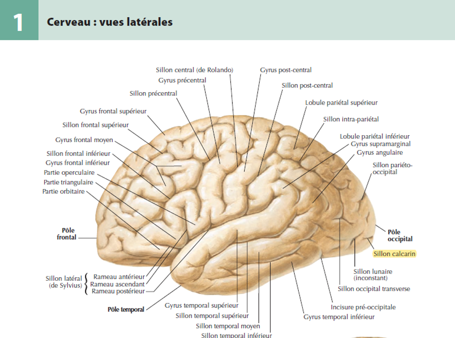 cerveau vue latérale.png