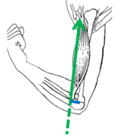 Bras de levier biceps.png