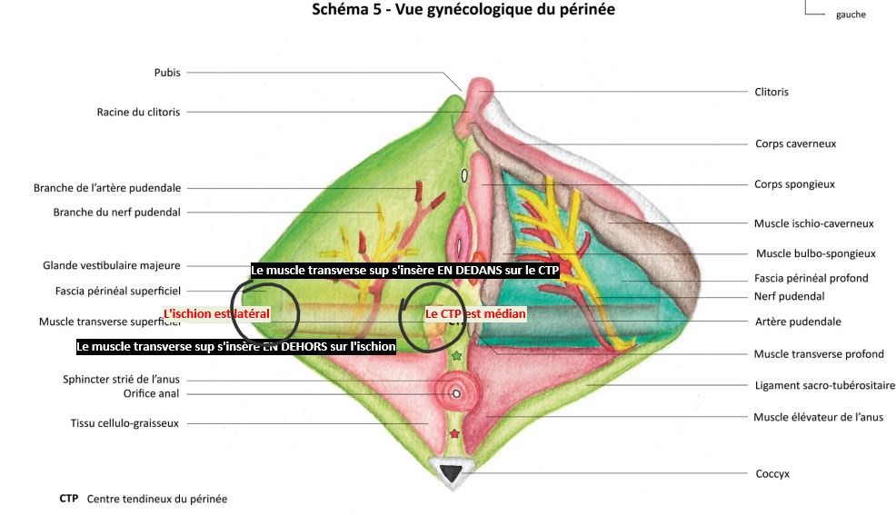 Question insertion muscle transverse superficiel.JPG