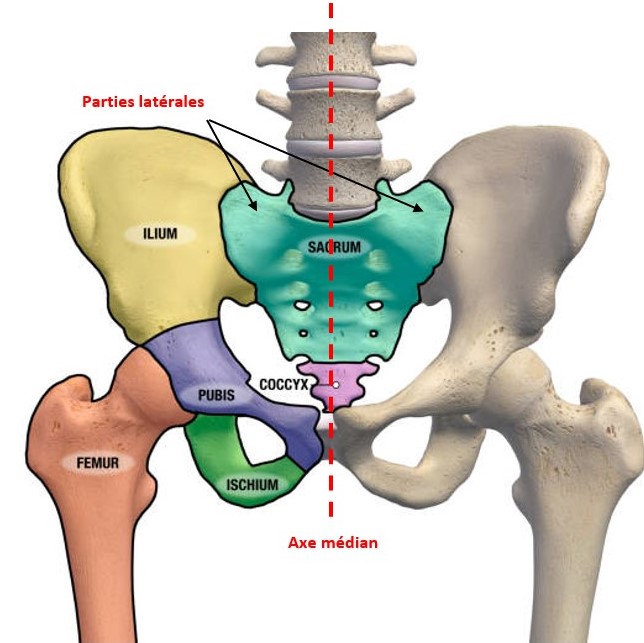 sacrum.jpg