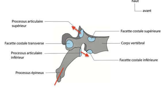 vue latérale vertèbre thoracique.png