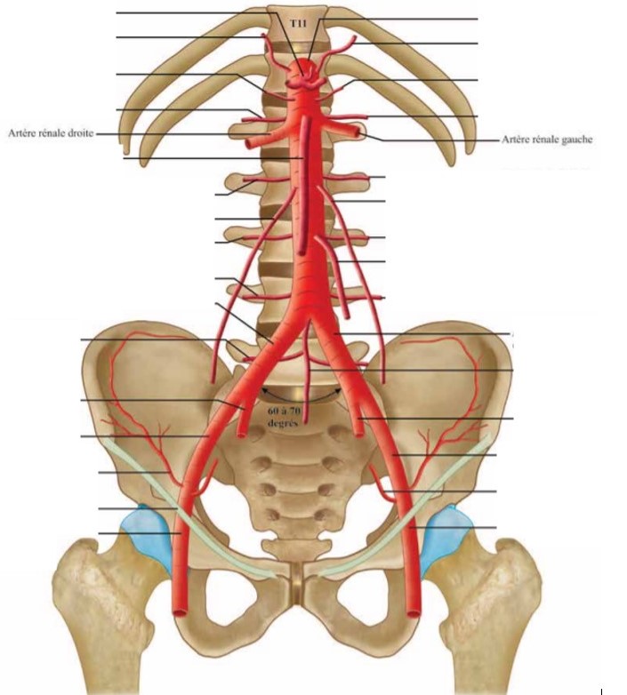 artères rénales.jpg