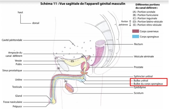 Bulbes spongieux et urétral.jpg