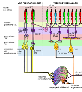 systèmes magnocellulaire et parvocellulaire .png