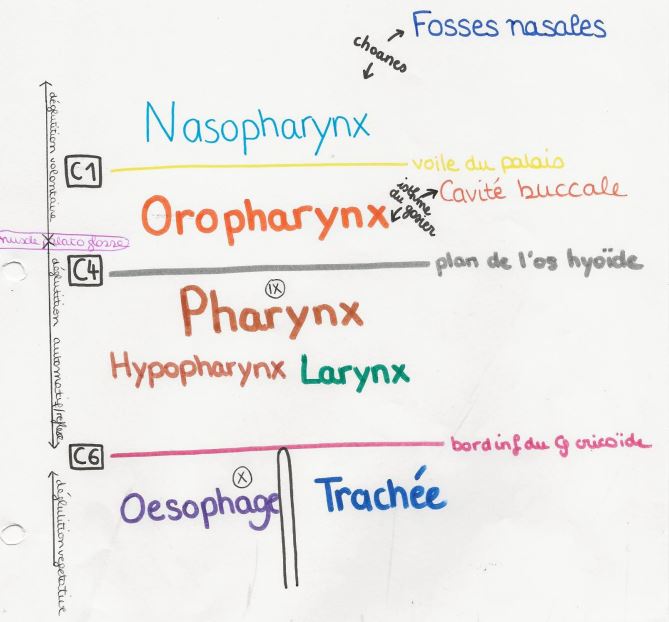 récap limites intestin cervical.JPG