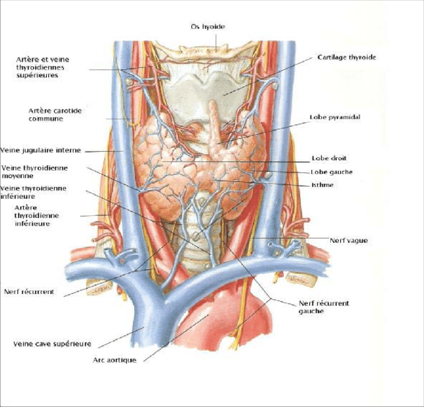 Anatomie-de-la-glande-thyroidienne-NETTER-et-MACHADO-2006.png