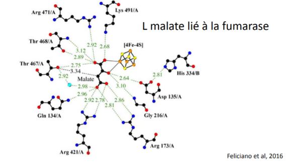 spécificité enzymatique.JPG
