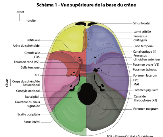 vue supérieure base du crâne.png