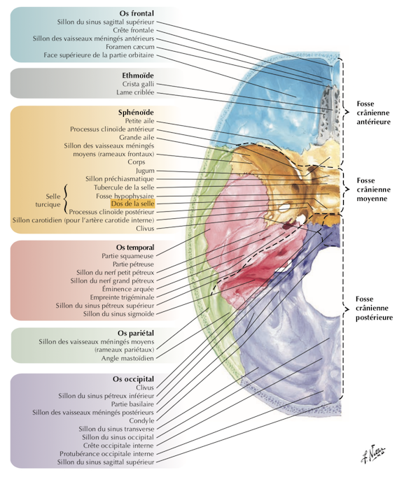 les étages ou fosses crâniens.png