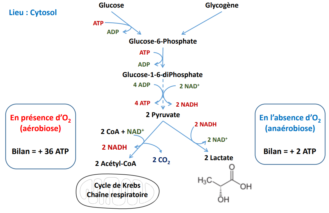 glycolyse.PNG