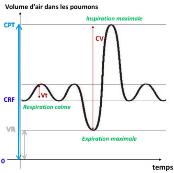 Schéma respiration.png