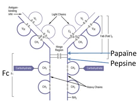 coupure papaïne et pepsine.JPG