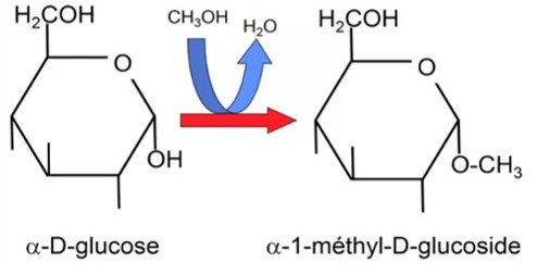 méthylation.jpg