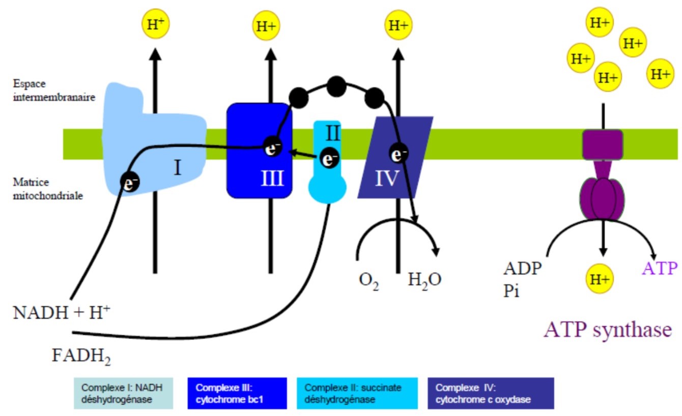 chaine respi.jpg