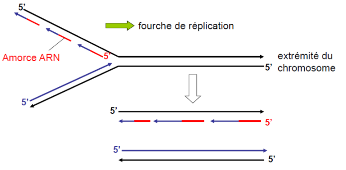 Capture d’écran 2021-12-02 162134.png