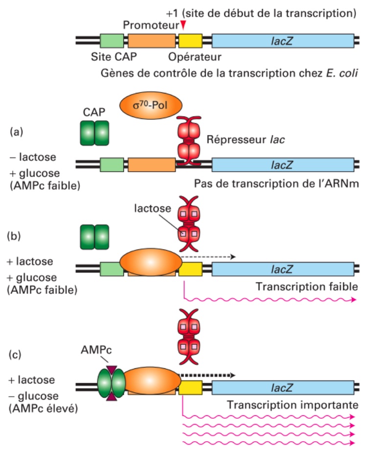 Lac operon.jpg